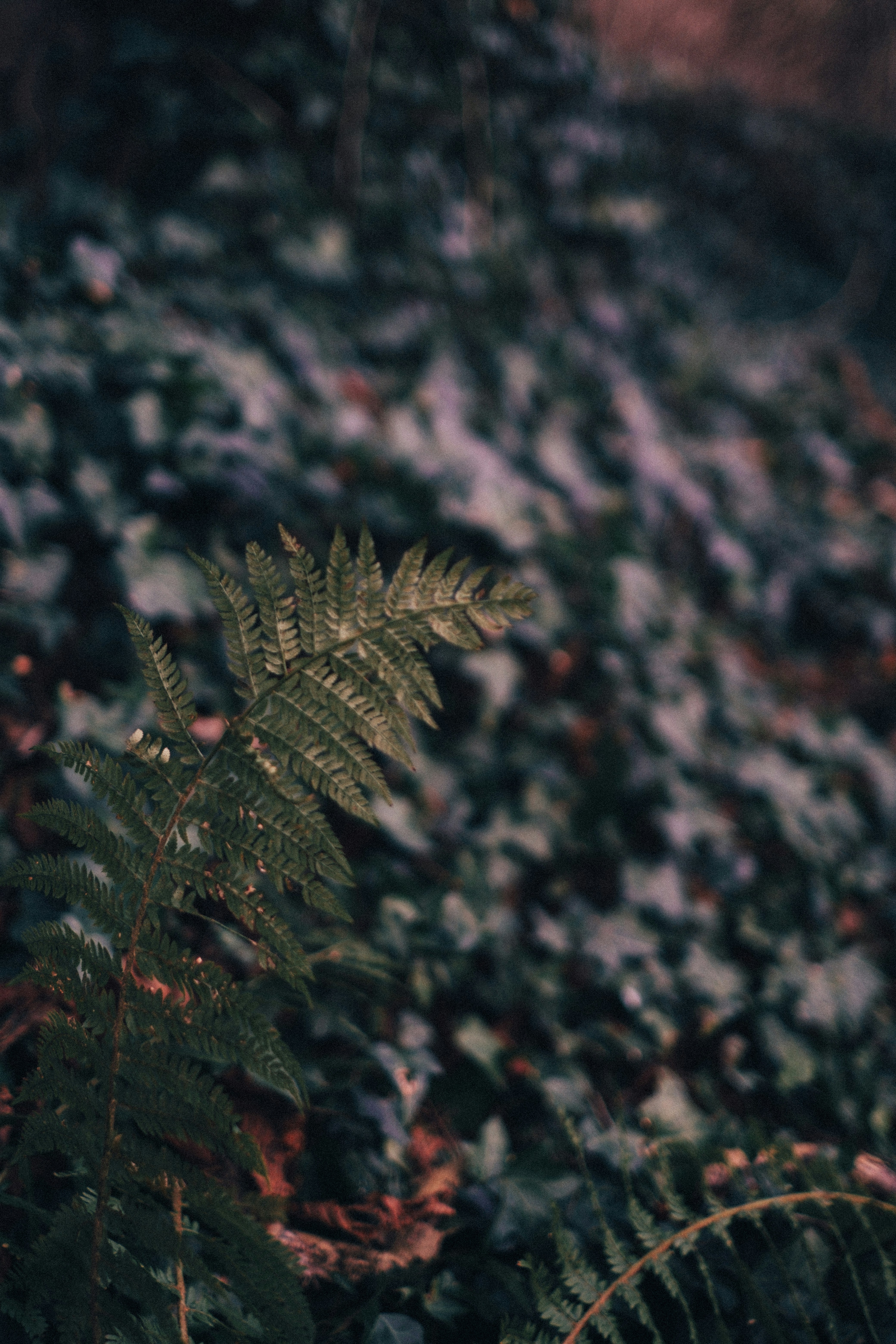 Photo by tamarabadran