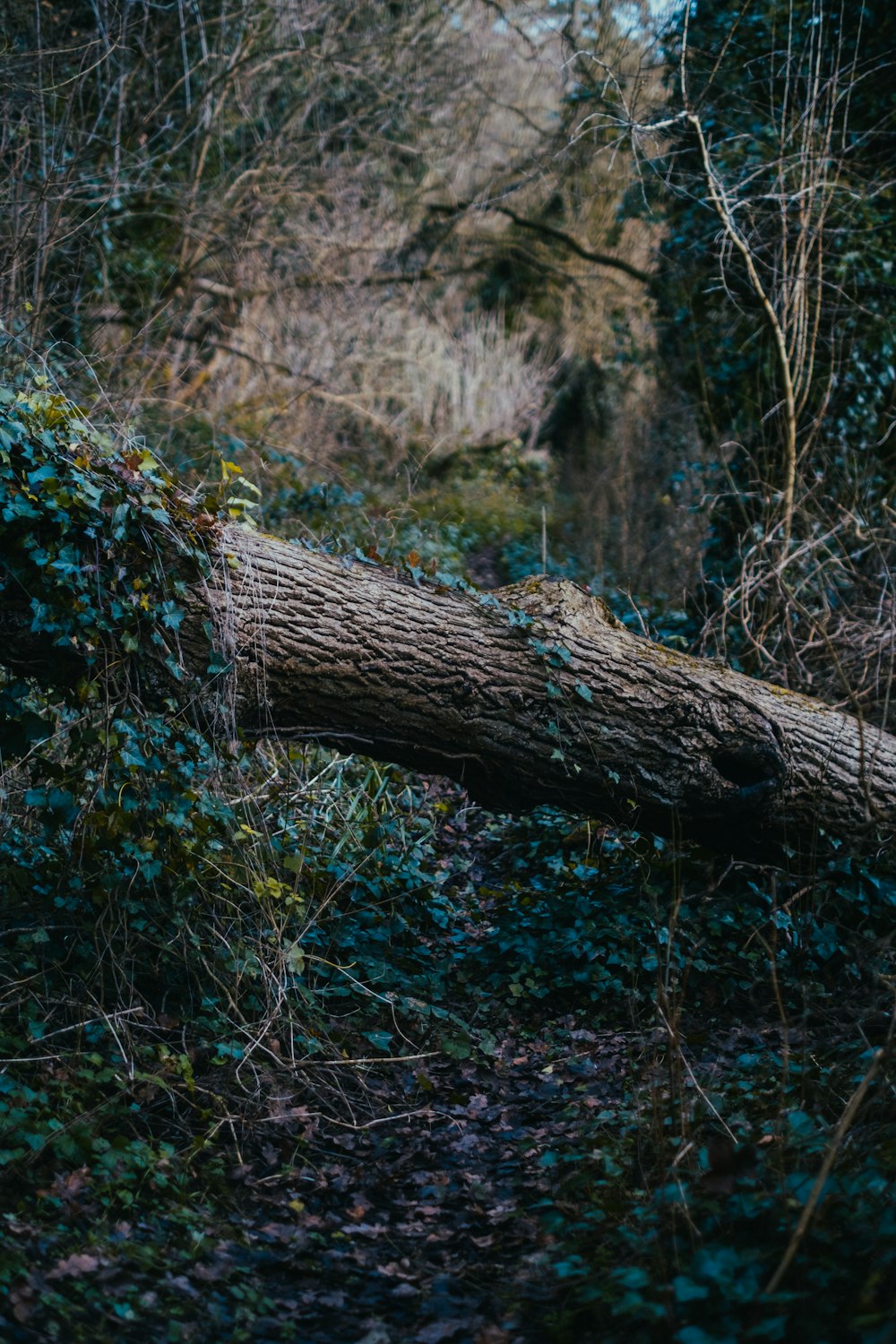 a fallen tree in the middle of a forest