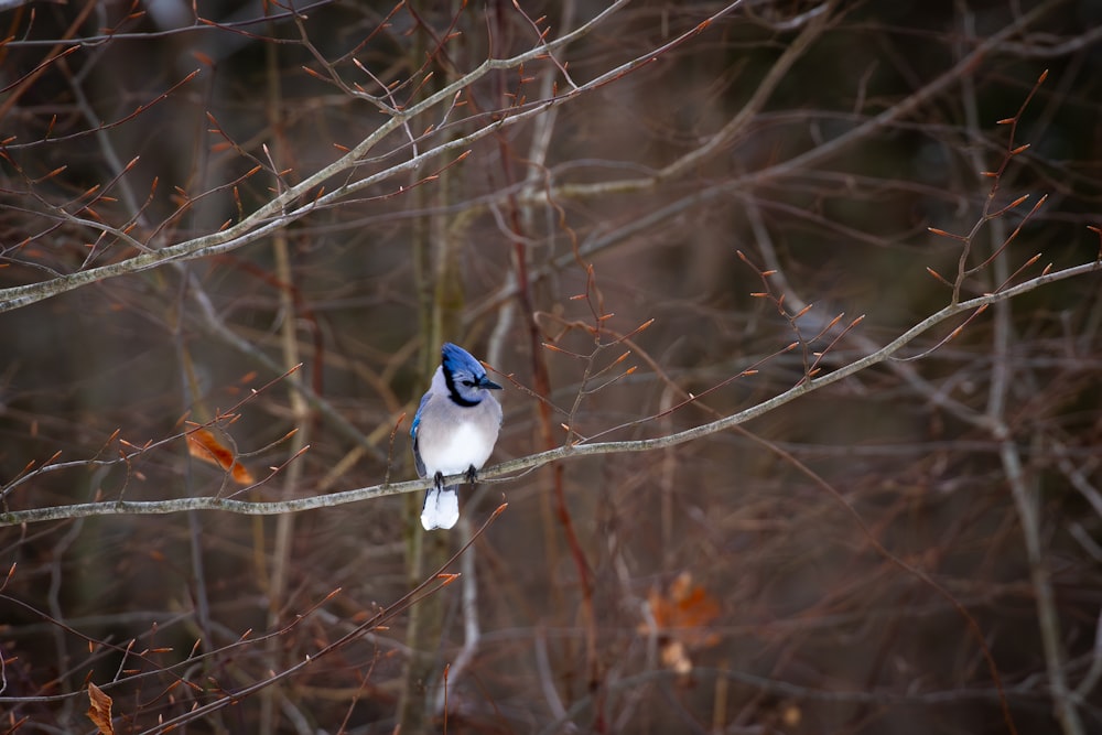 a blue and white bird sitting on a tree branch