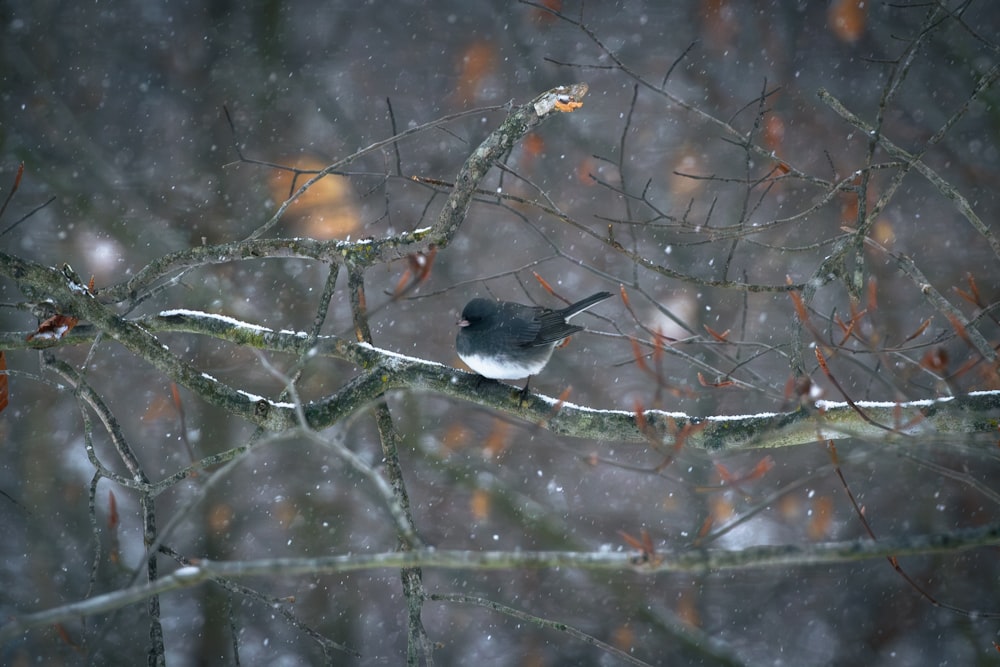 a small bird perched on a tree branch in the snow