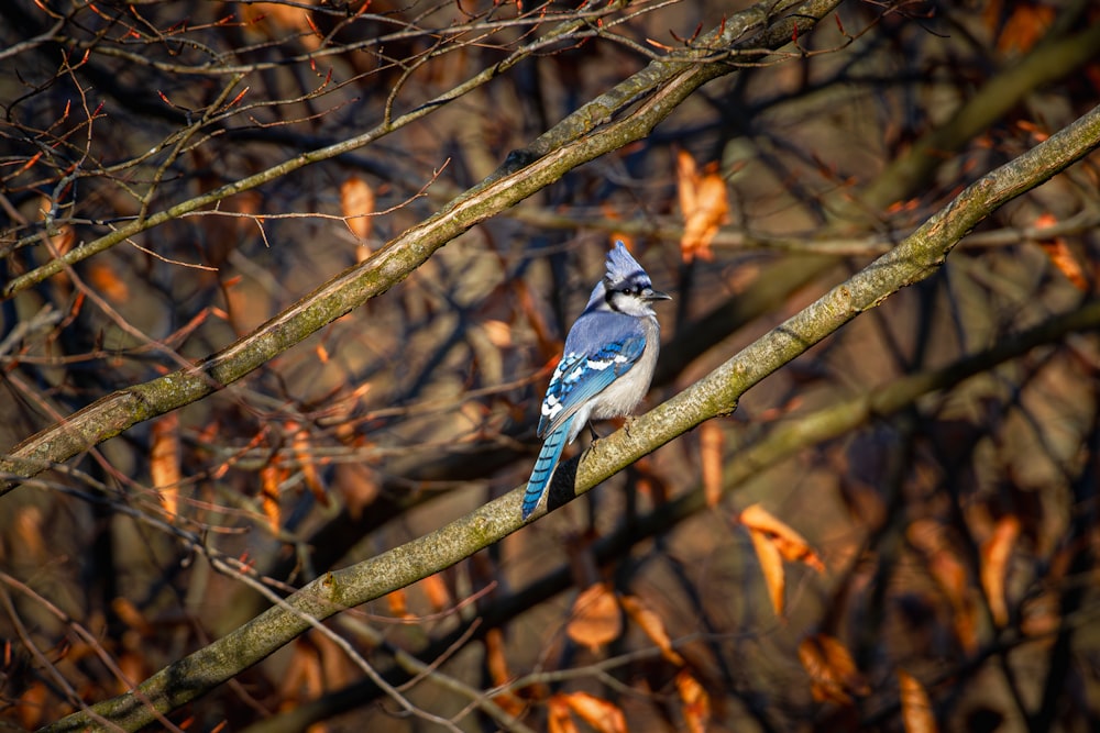 a blue jay perched on a tree branch