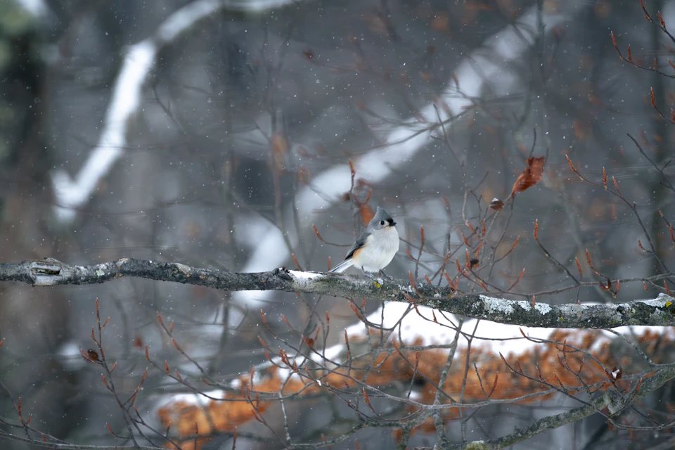 In a snowy landscape, a small white bird with black markings on its wings and tail is perched confidently on a thin branch. The bird's position suggests it might be resting or surveying its surroundings. The tree branch extends from the left side of the frame towards the right, providing a natural perch for the bird. The background features snow-covered branches and trees, creating an atmosphere of tranquility and solitude.