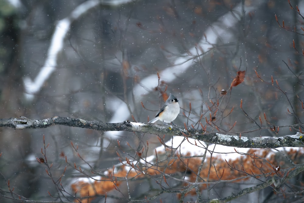 a bird perched on a tree branch in the snow