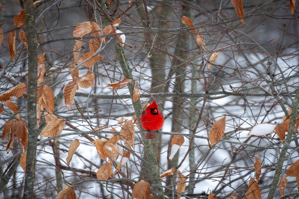 a red bird sitting on top of a tree branch