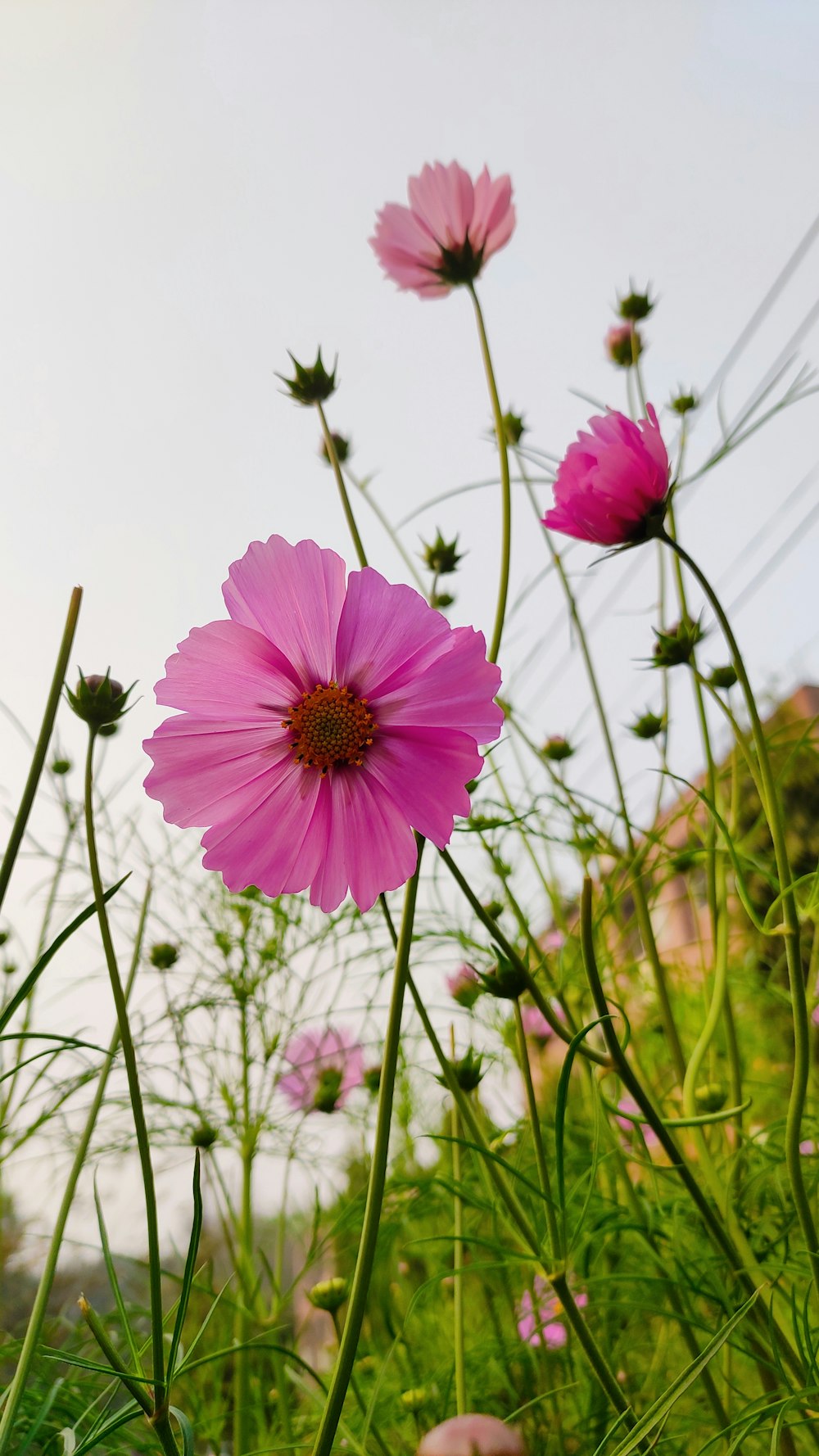 a field of pink flowers on a sunny day