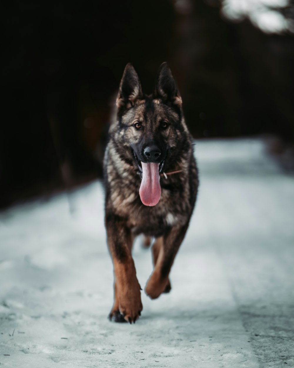 a german shepard dog running in the snow