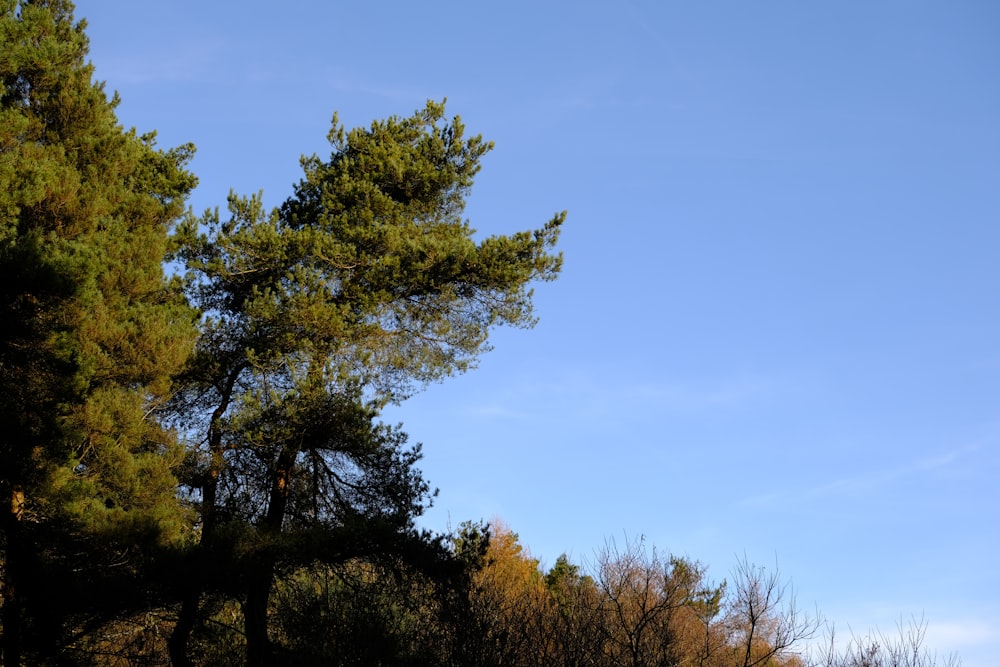 a bird flying over a forest filled with lots of trees