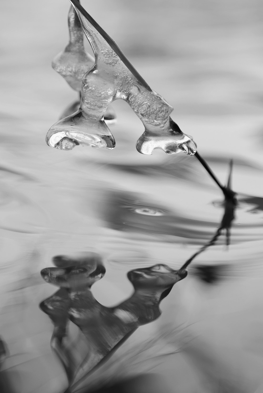 a black and white photo of a leaf floating in water