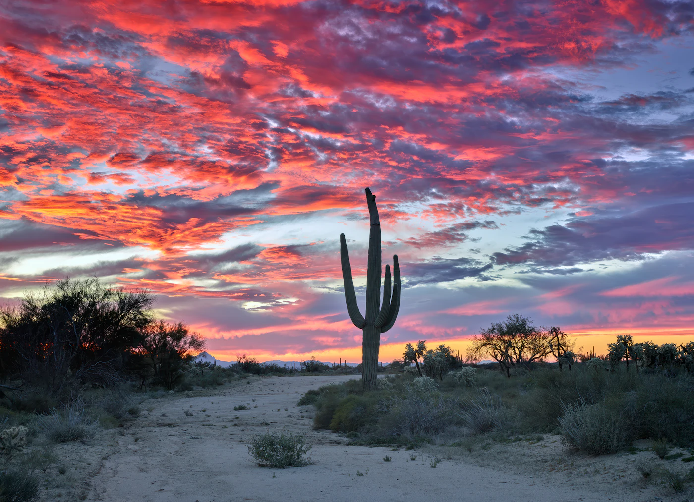 Saguaro cactus silhouetted against a vivid sunset in the Sonoran Desert of Arizona