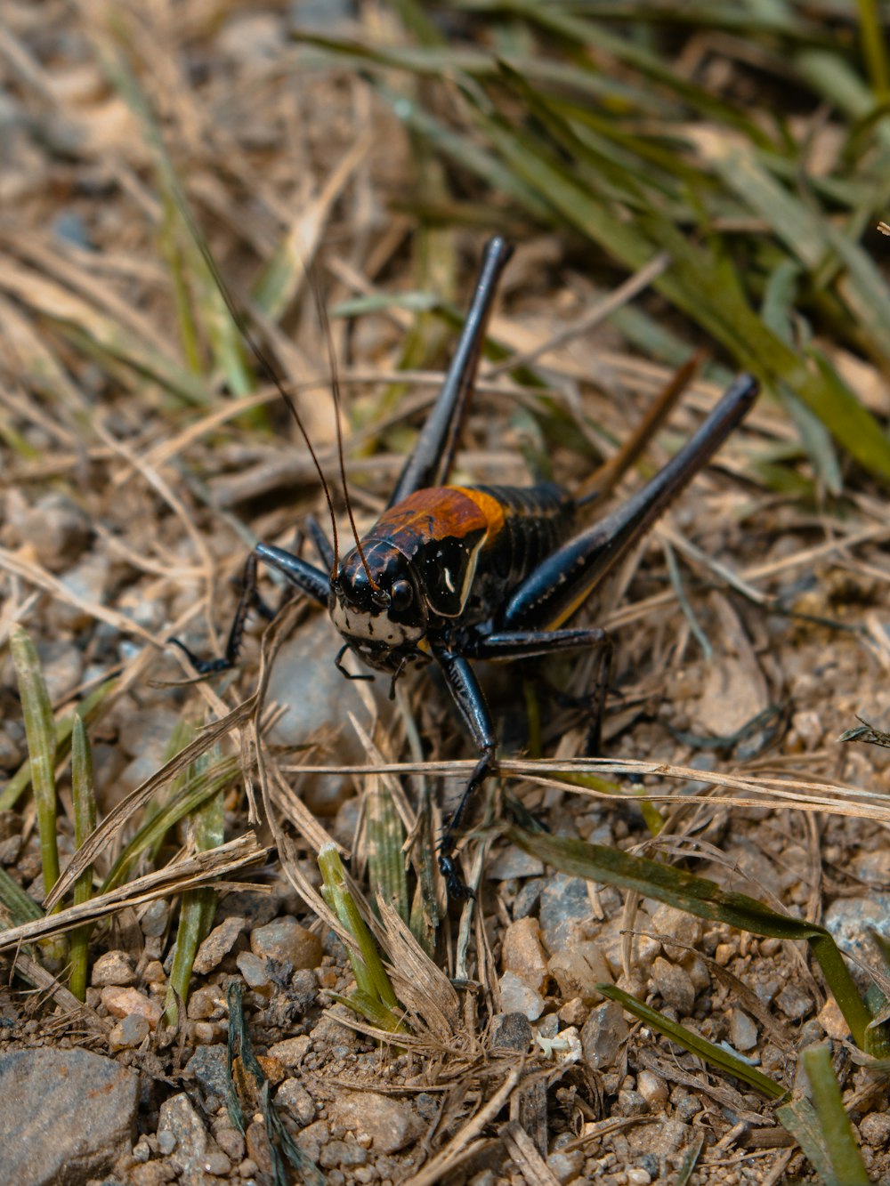 a close up of a bug on the ground