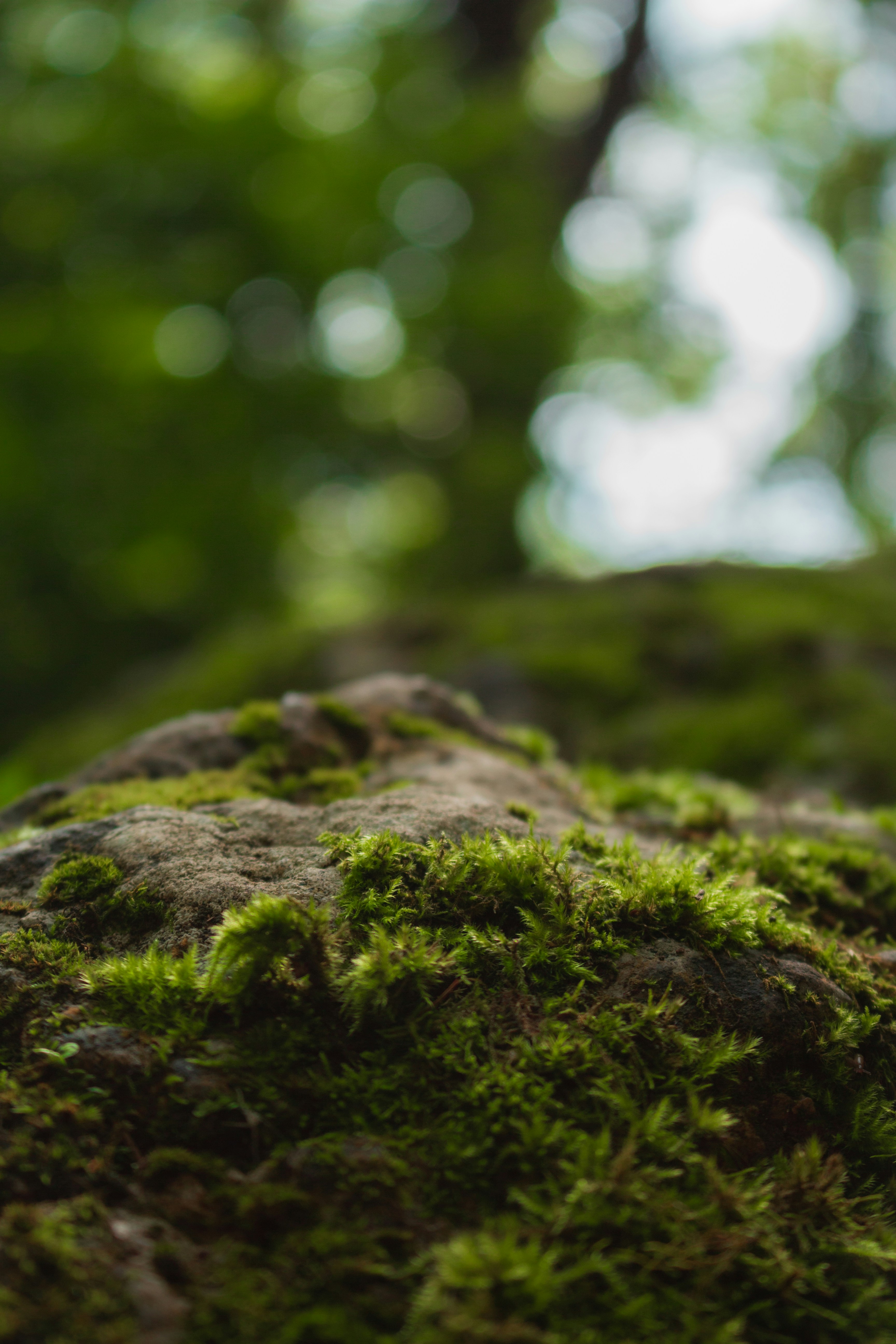 Photo by sorinbasangeac