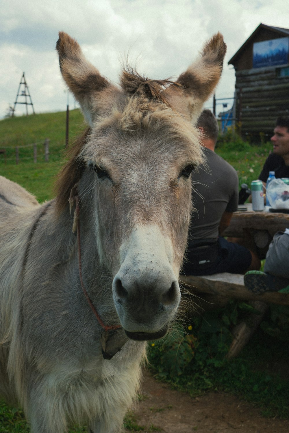 a close up of a donkey near a bench