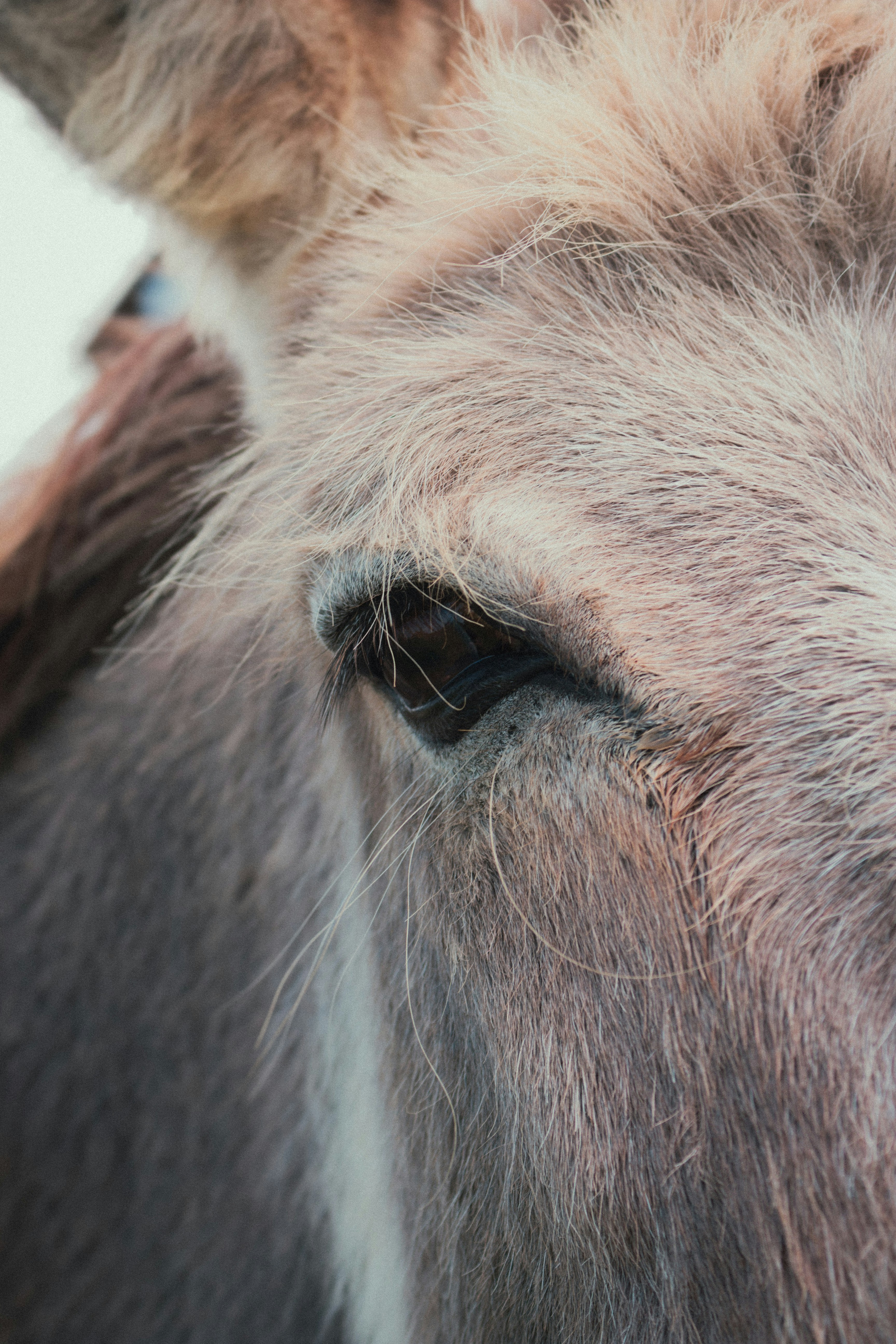 Photo by sorinbasangeac