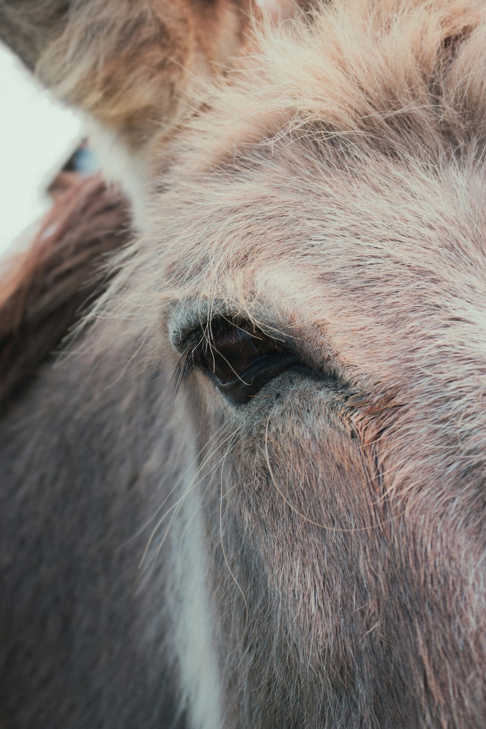 a close up of a horse's eye with a blurry background