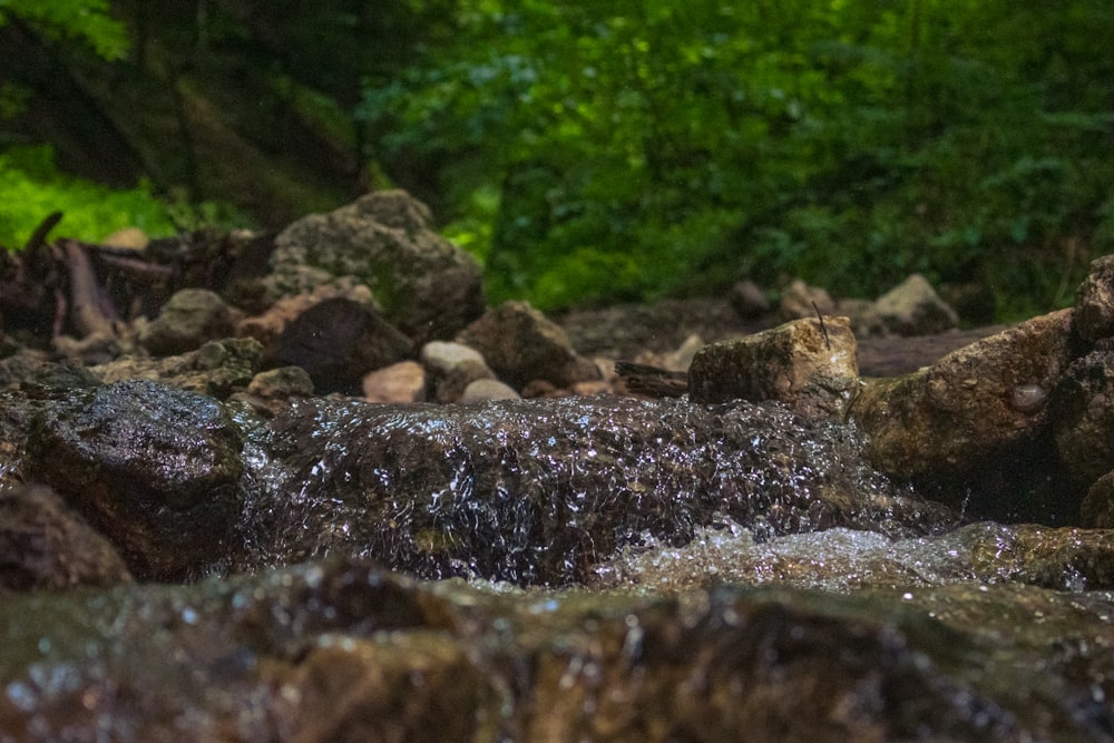 a stream of water running through a lush green forest