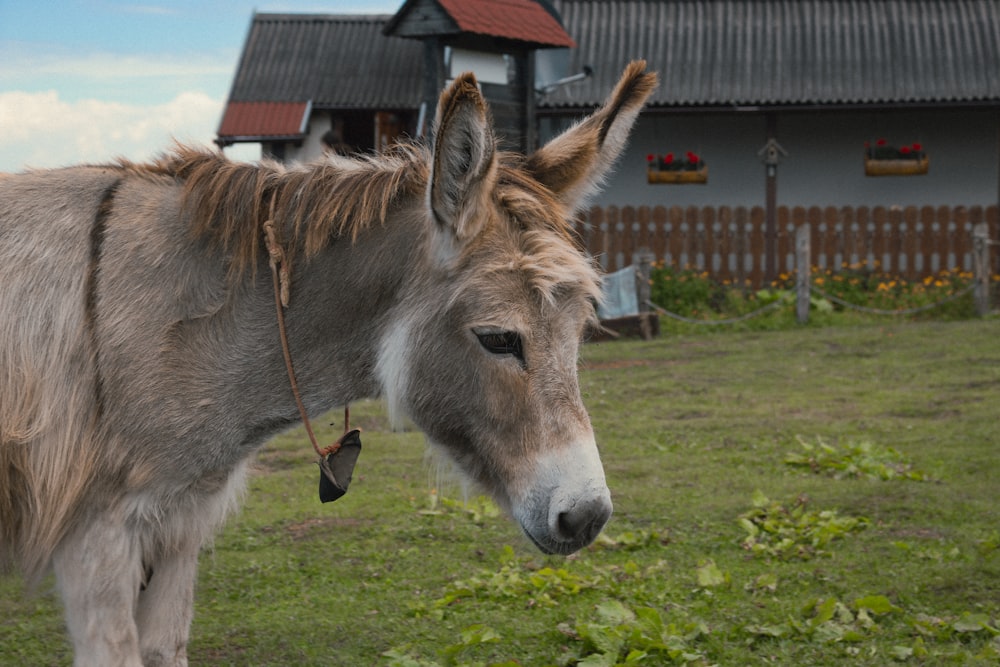 a donkey standing in a field with a house in the background