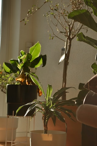 a group of potted plants sitting on top of a table