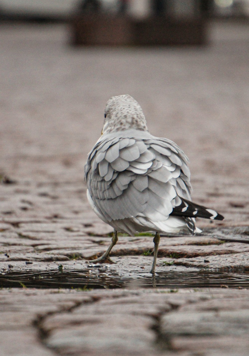 a bird is standing on the ground in the rain