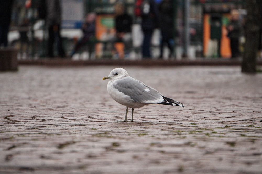 a seagull is standing on a cobblestone street