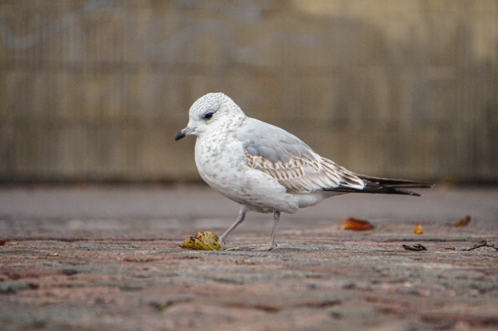 a small white bird standing on the ground