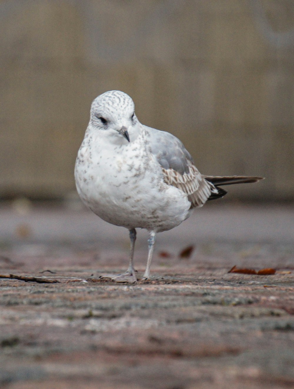 a white and gray bird standing on the ground