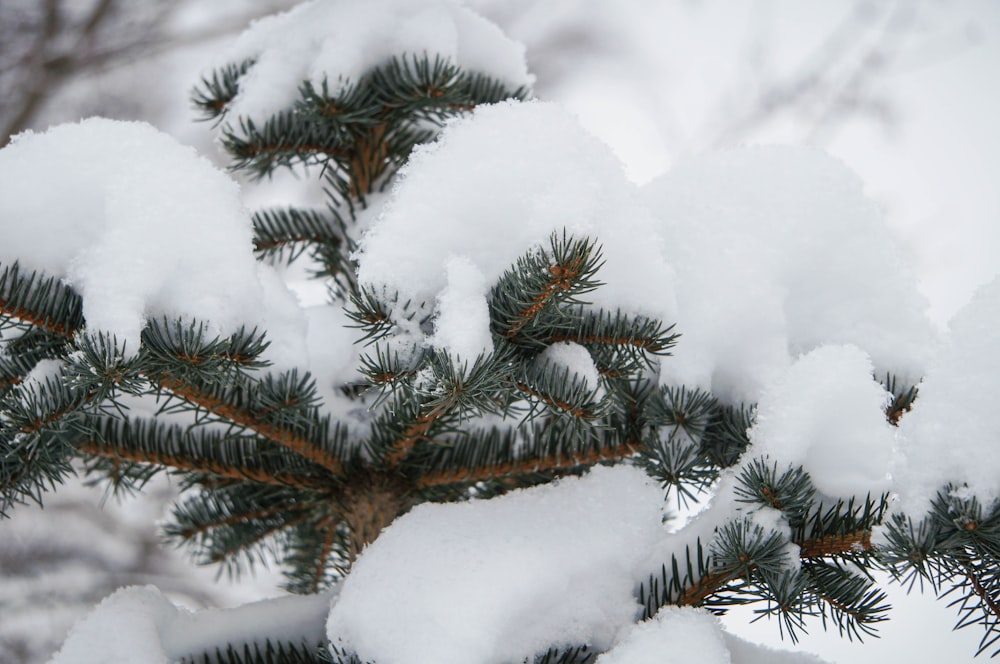 a pine tree is covered in snow