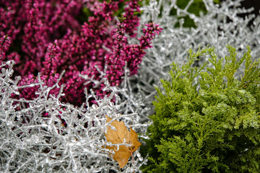 a close up of a leaf on a plant