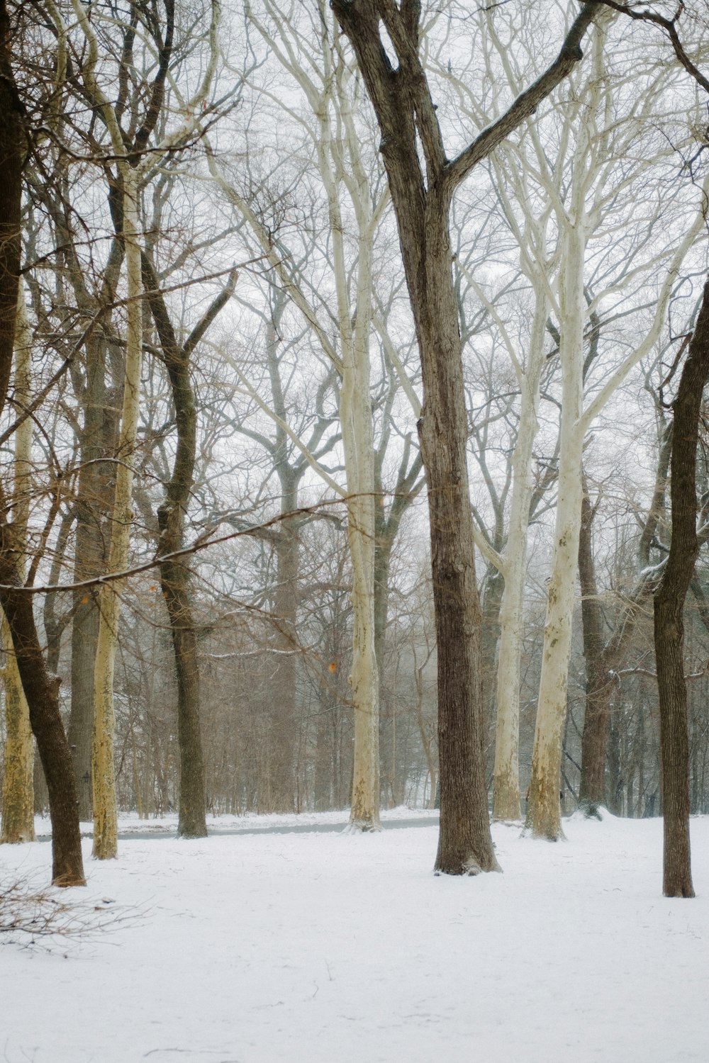 a person walking through a snow covered forest