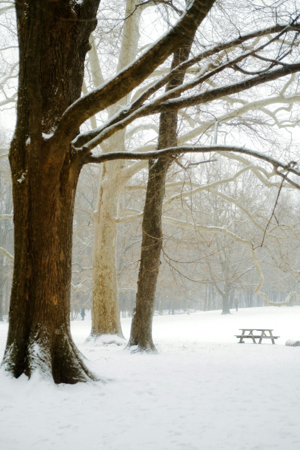 a snowy park with a bench and trees