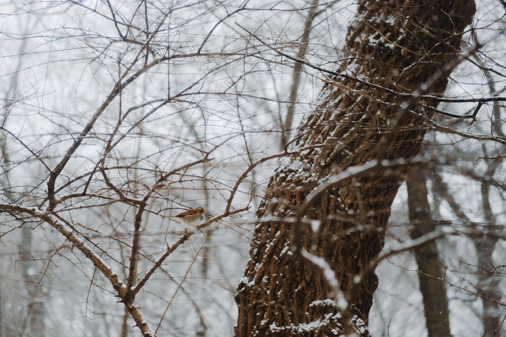 um pássaro empoleirado em um galho de árvore na neve