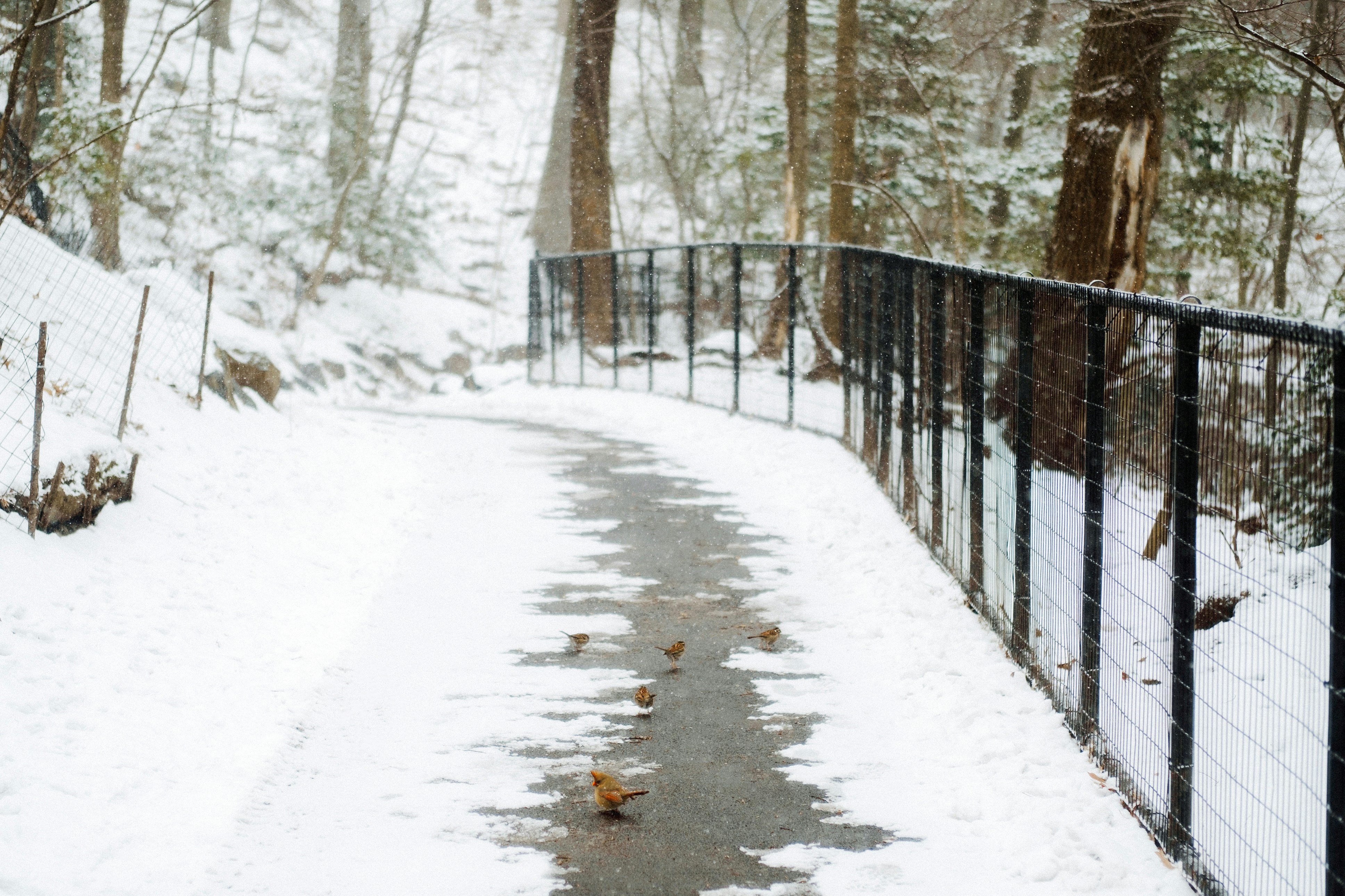 Cold Spring-Crocus Park S-1