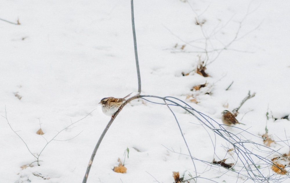 ein kleiner Vogel, der auf einem Ast im Schnee sitzt