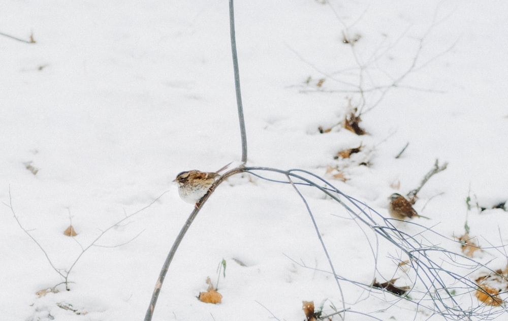 un pequeño pájaro sentado en lo alto de una rama en la nieve