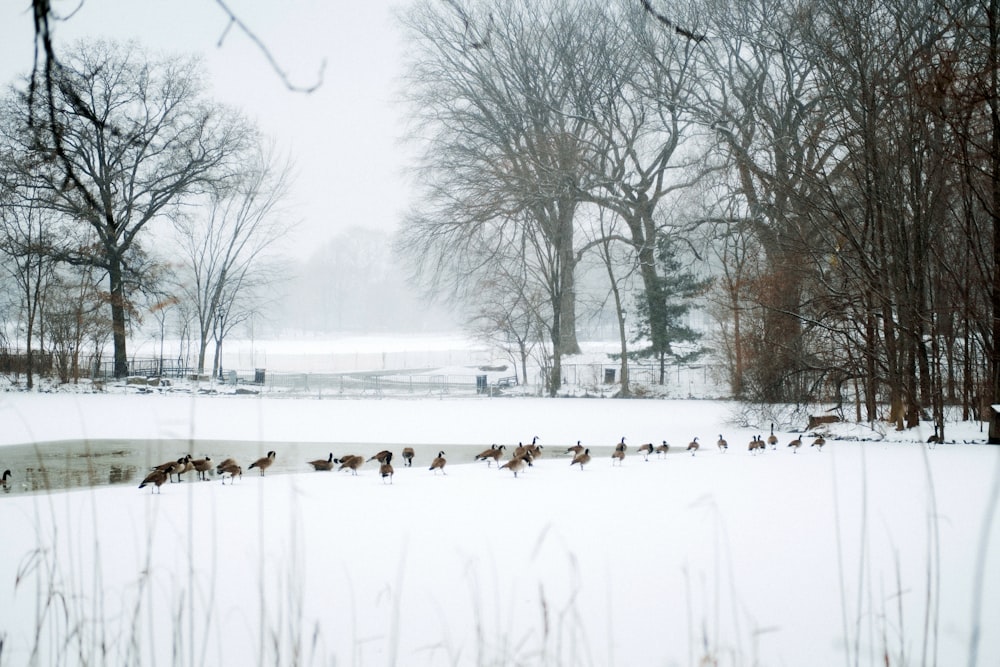 a flock of birds walking across a snow covered field