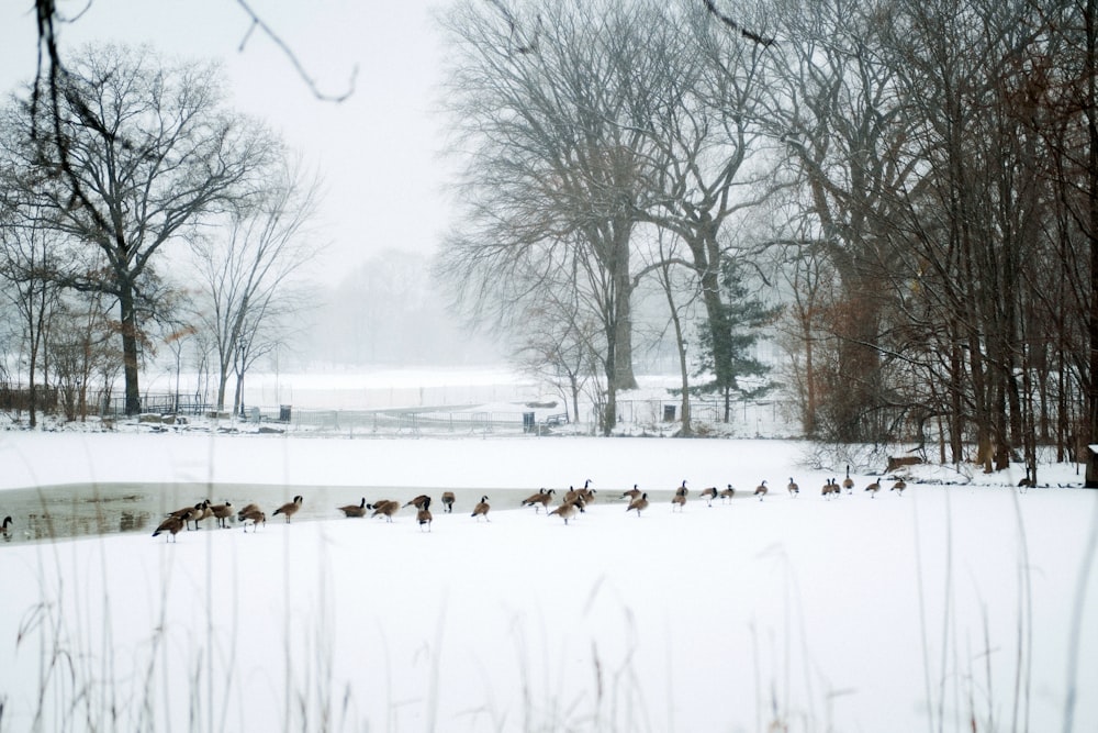 um bando de pássaros caminhando por um campo coberto de neve