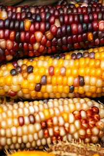 a close up of corn on the cob