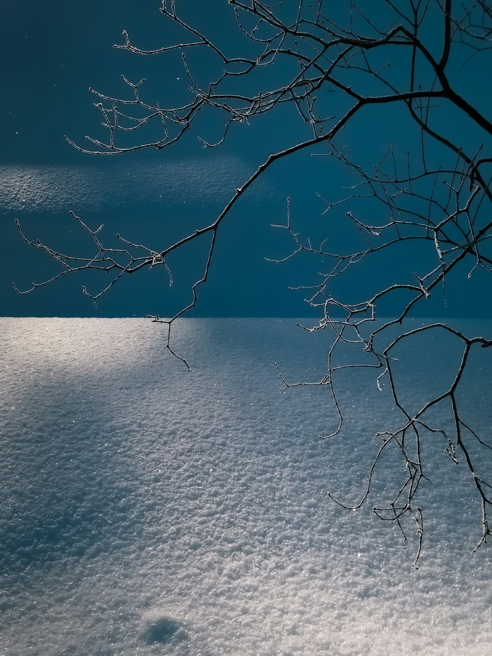 a snow covered ground with a tree branch in the foreground