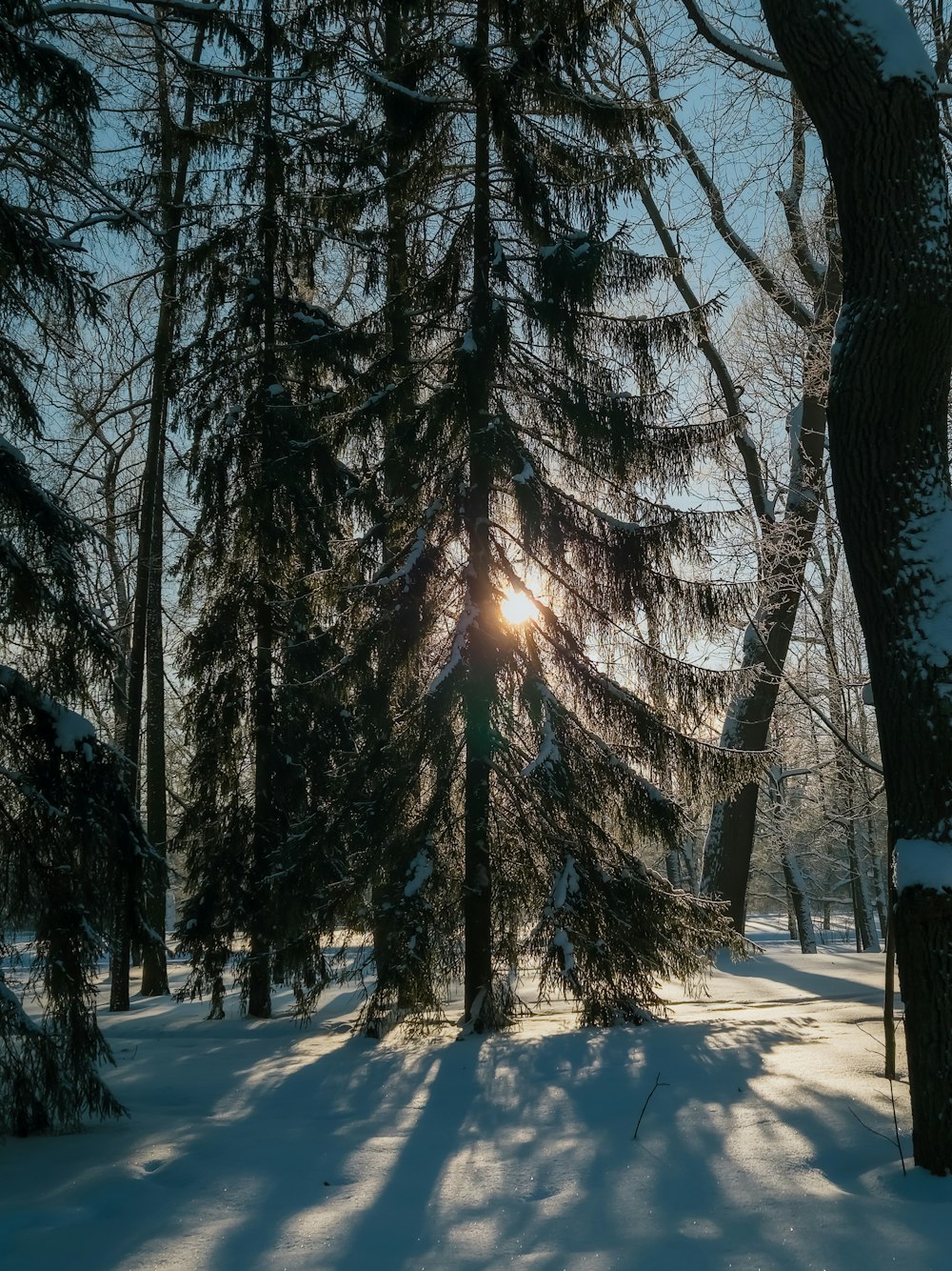 the sun is shining through the trees in the snow