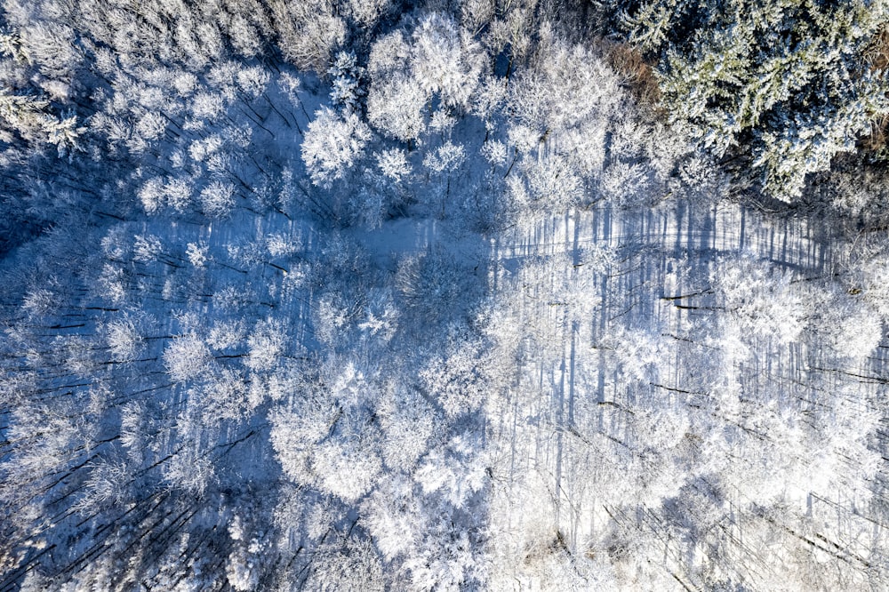 an aerial view of a snow covered forest