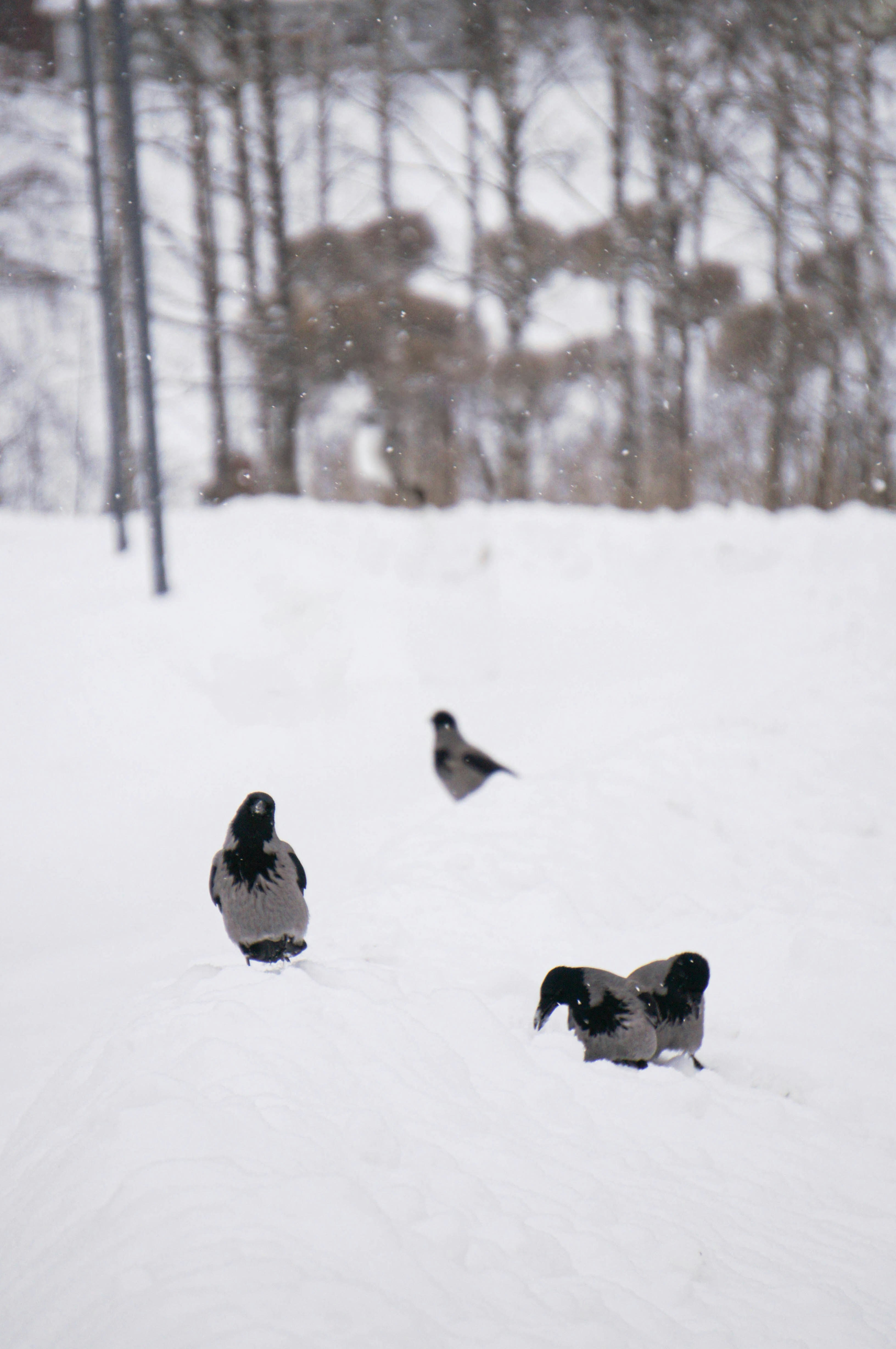 un grupo de pájaros parados en la cima de una ladera cubierta de nieve