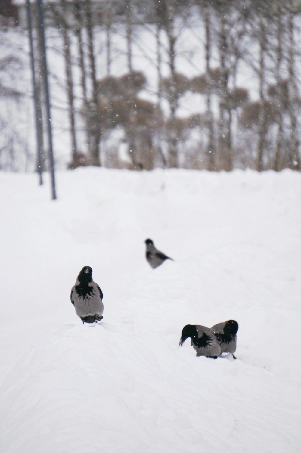 a group of birds standing on top of a snow covered slope