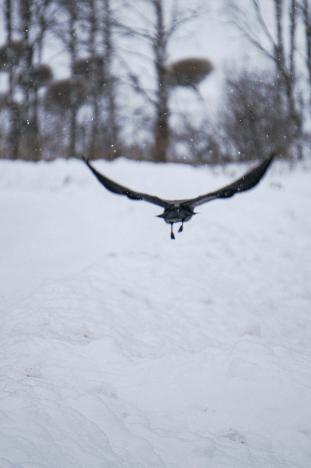 a large bird flying over a snow covered field