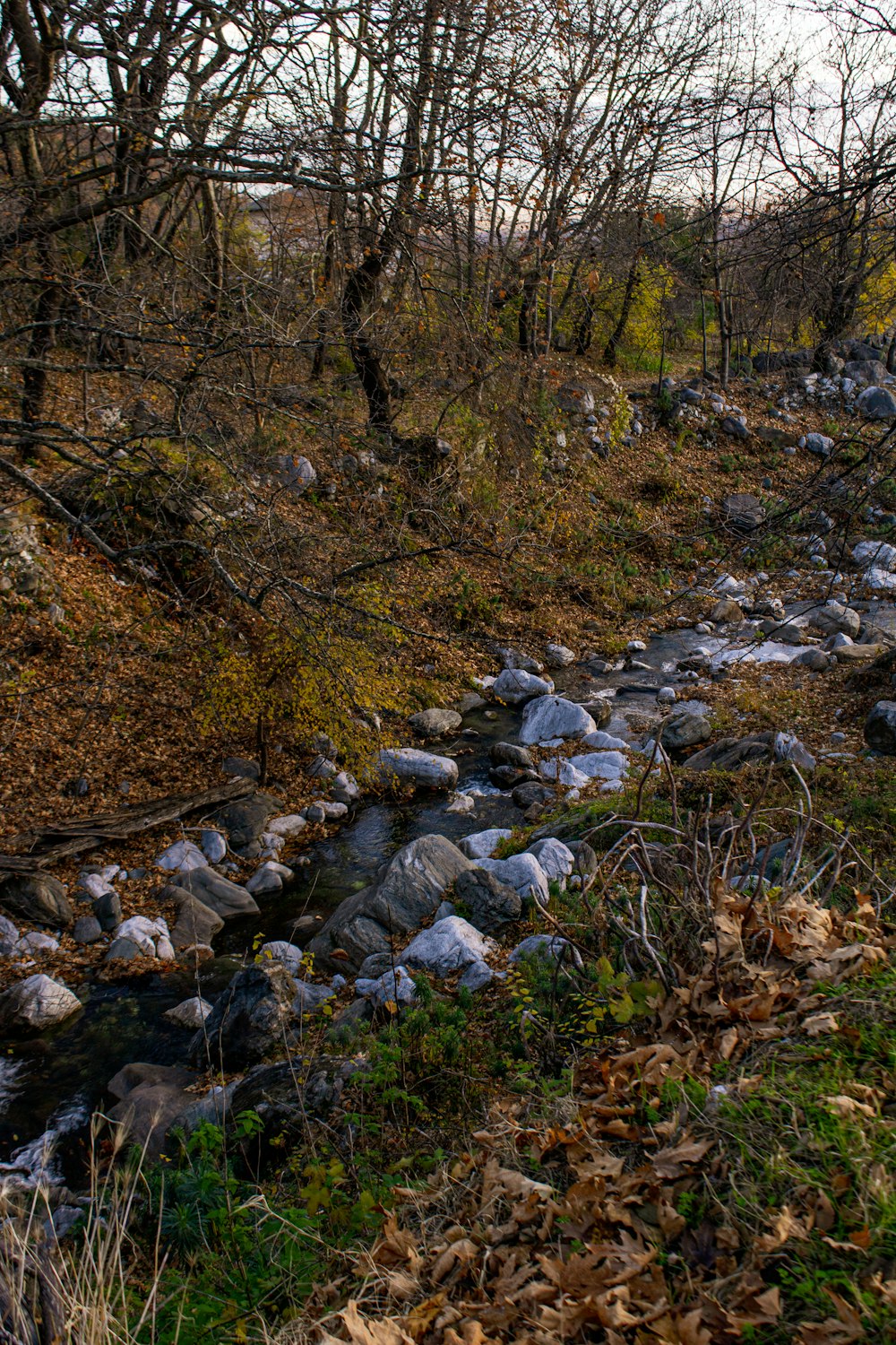 a stream running through a forest filled with lots of leaves