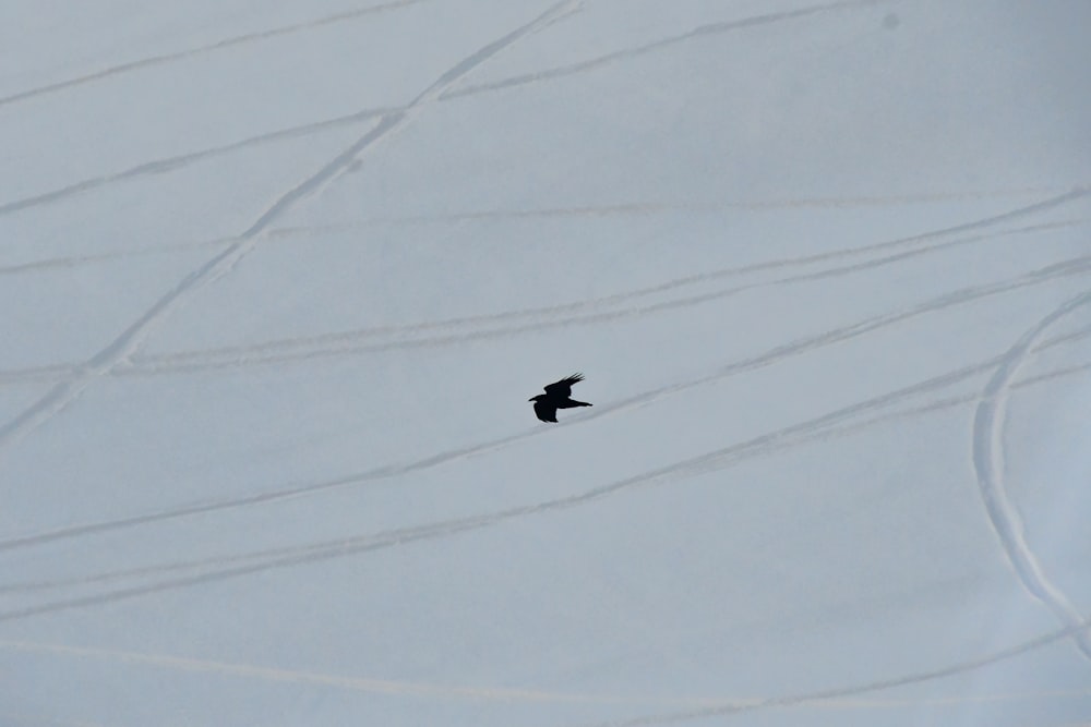 a bird flying in the sky with contrails in the background