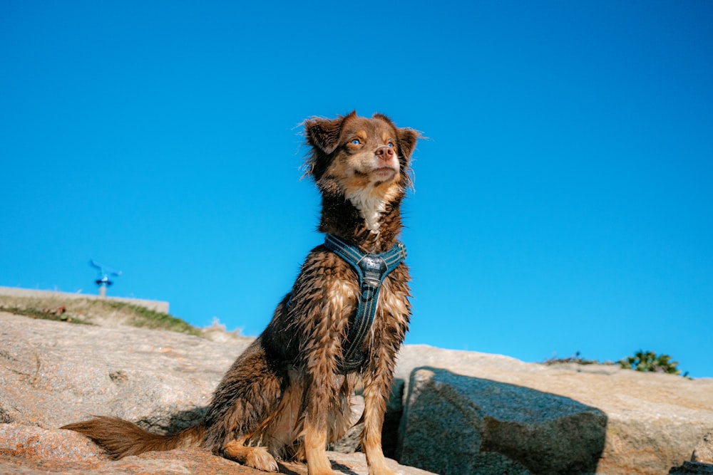 a brown and black dog sitting on top of a rock