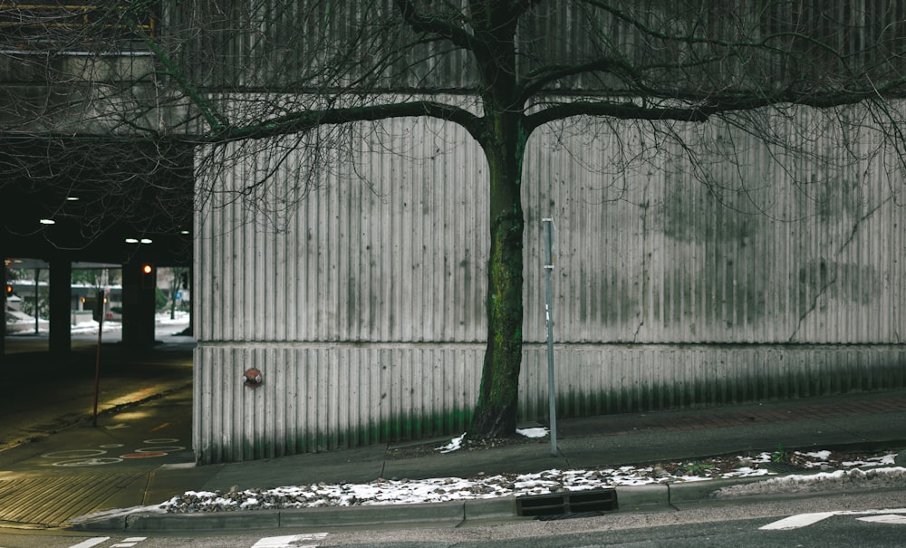 un arbre devant un bâtiment dans une rue de la ville