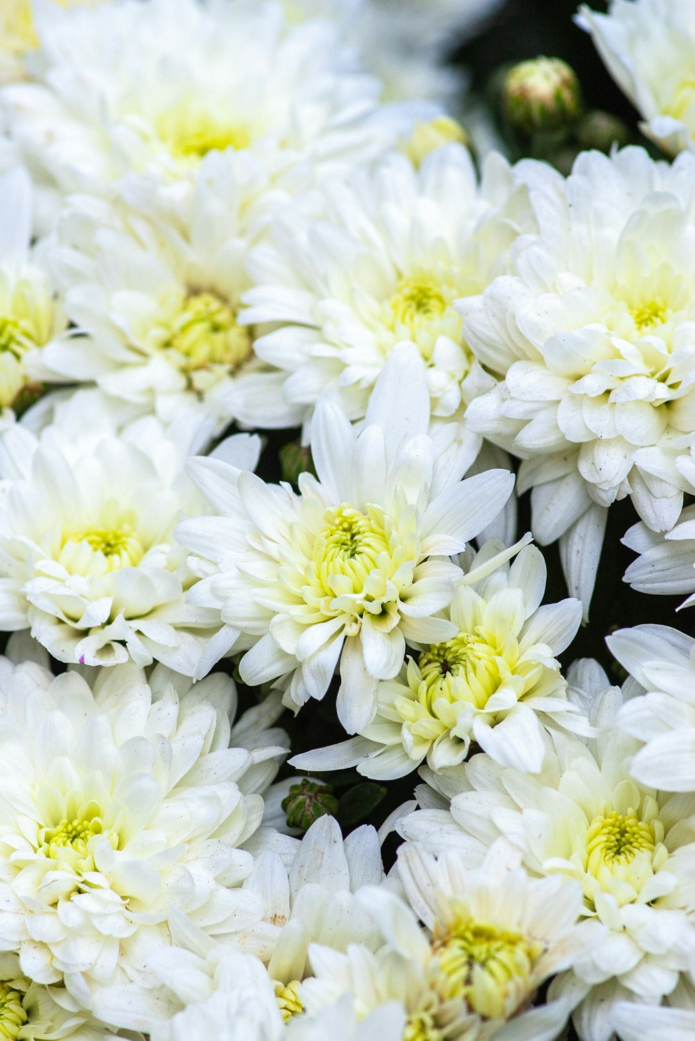 a bunch of white flowers with yellow centers