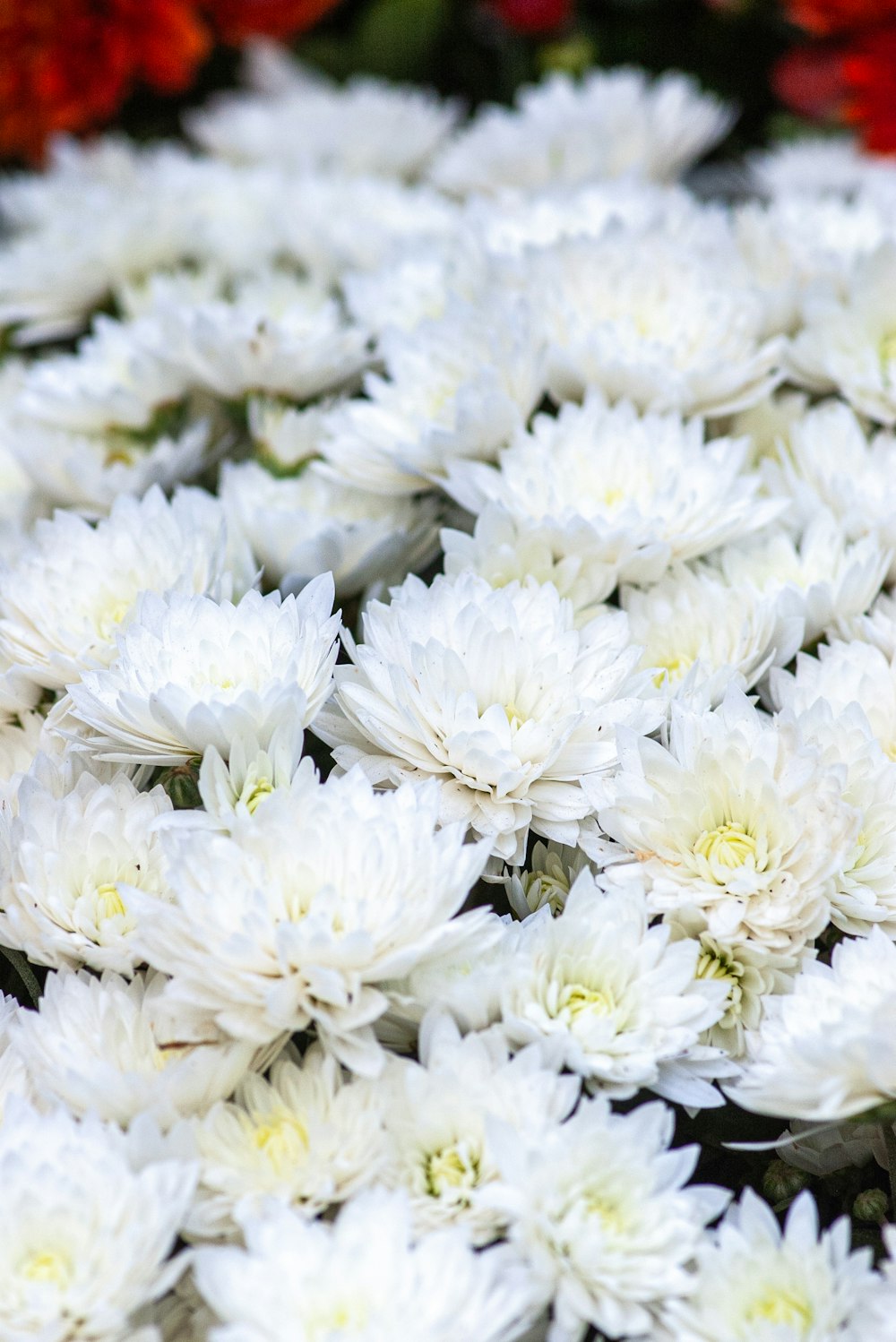 a bunch of white flowers sitting in a pile