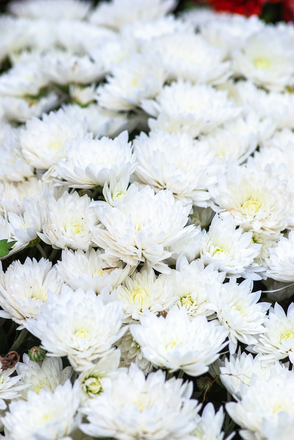 a bunch of white flowers sitting next to each other