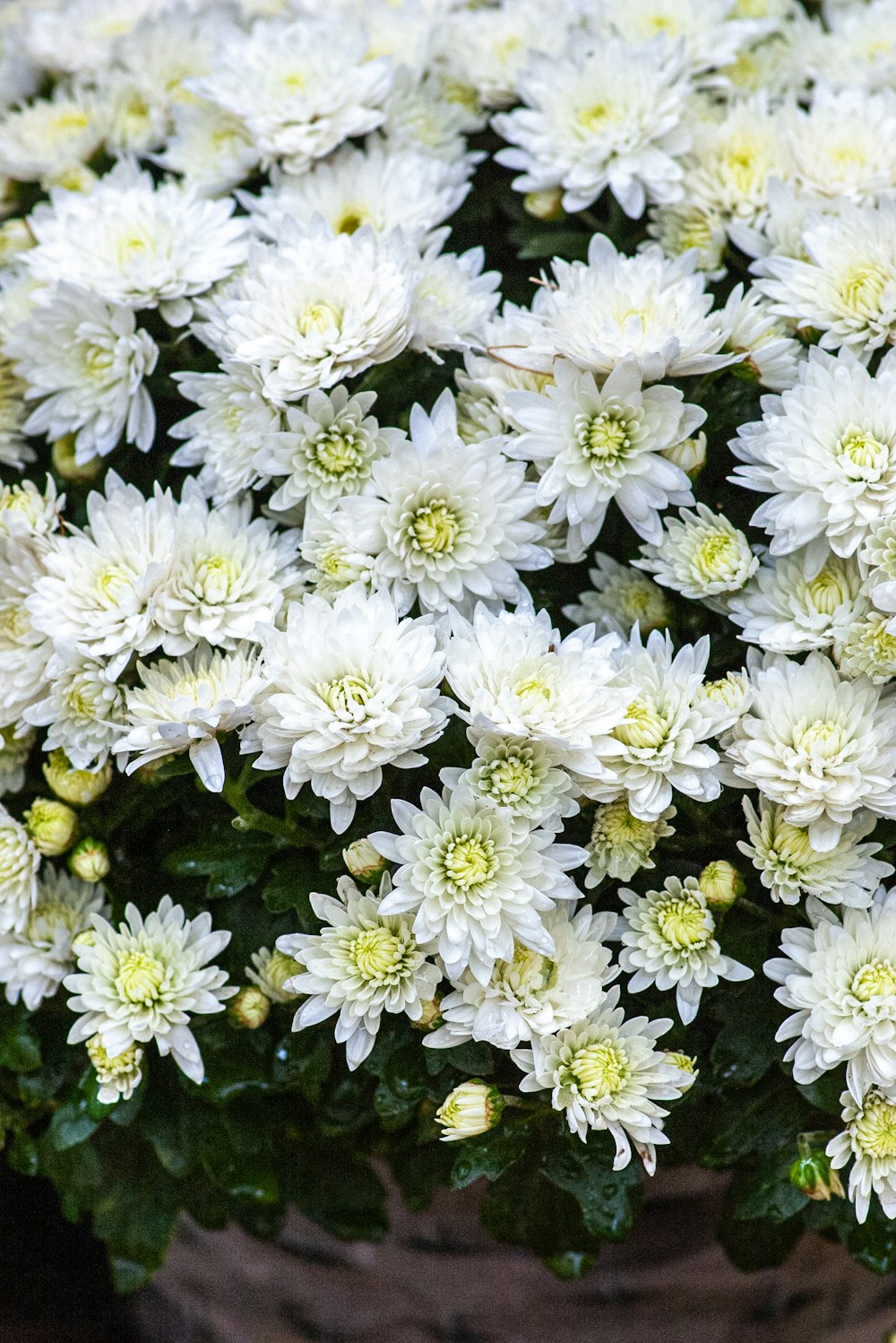 a bunch of white flowers in a pot